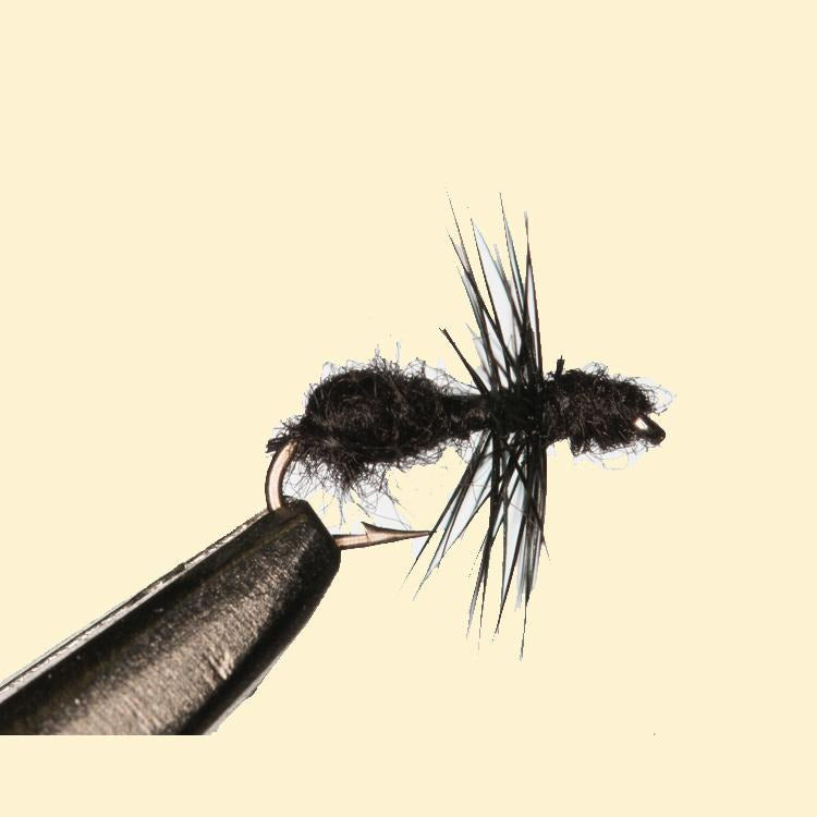 Ant-Black-3.jpg
