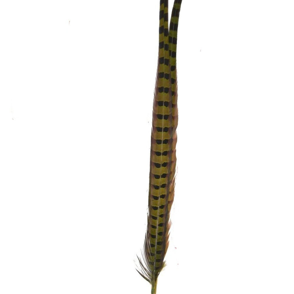 Hareline Ringneck Pheasant Tail Feathers