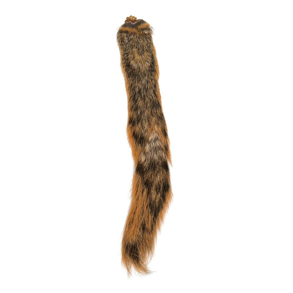 Fox Squirrel Tail