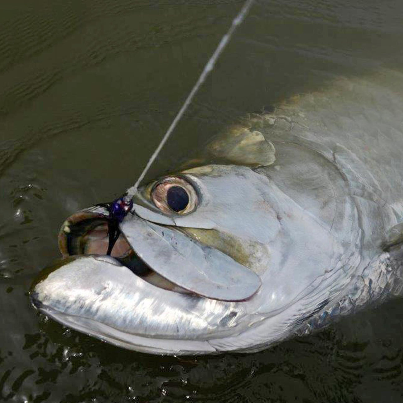 Tarpon Gear