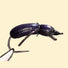 Good-Doctors-Beetle-Foam-Over-Foam-08-Purple-2.jpg