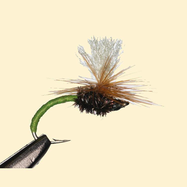Klinkhamer-Olive-14-2.jpg