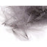 Hareline CDC Feathers Slate Grey