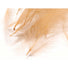 Hareline CDC Feathers Tan